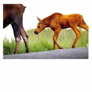 Children's Photography Kindle Book Cute Baby Animals for Kids-0