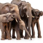 Elephant Water Book HarperCollins Children Photography-0